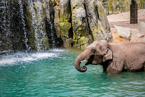 An elephant bathing in a pond