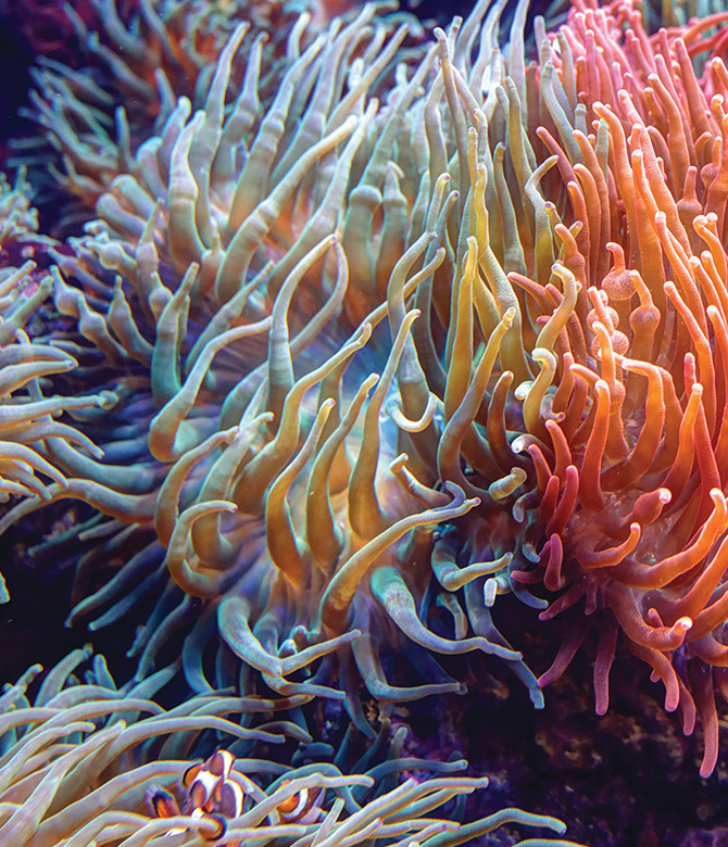 Disease susceptibility in coral | Inquiry Magazine