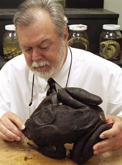 Jonathan Campbell examines a West African Goliath frog