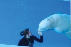 Robyn Cox underwater with beluga whale
